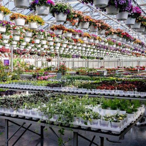 Canoyer Garden Center