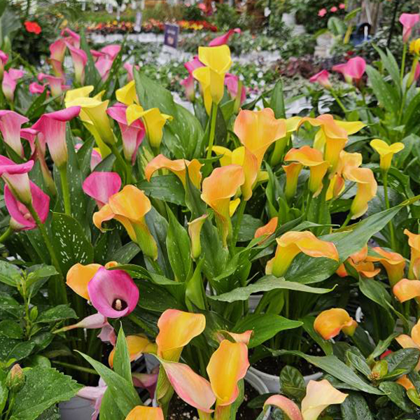 Canoyer Garden Center