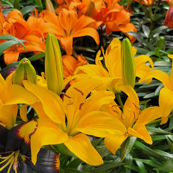 Canoyer Garden Center