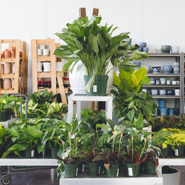 Canoyer Garden Center